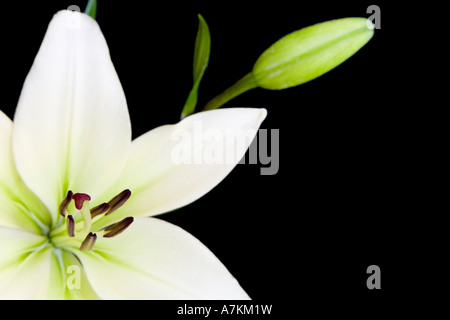 Weiße Lilie, Lilium Liliaceae, isoliert gegen einen schwarzen Hintergrund mit Textfreiraum Stockfoto