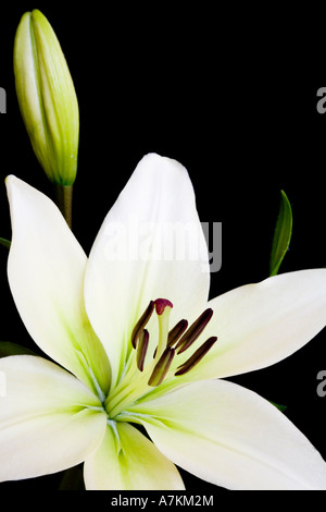 Weiße Lilie, Lilium Liliaceae, isoliert gegen einen schwarzen Hintergrund mit Textfreiraum Stockfoto