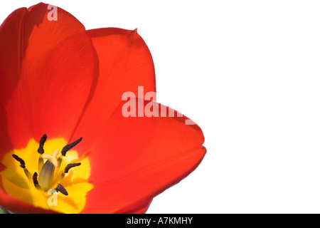 Rote Tulpe vor einem weißen Hintergrund isoliert Stockfoto