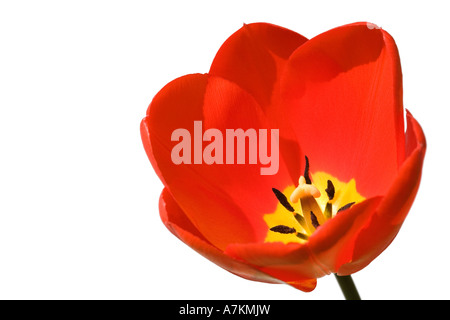 Tulpe vor einem weißen Hintergrund isoliert Stockfoto