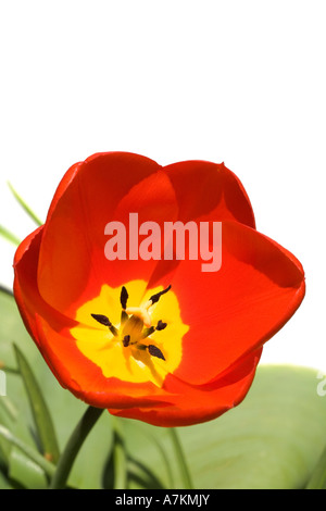 Rote Tulpe vor einem weißen Hintergrund isoliert Stockfoto
