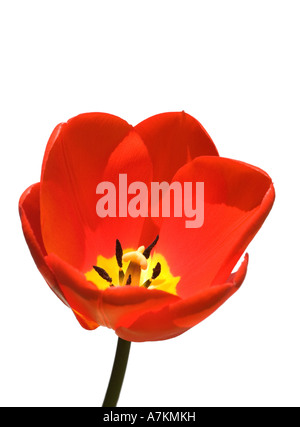 Tulpe vor einem weißen Hintergrund isoliert Stockfoto