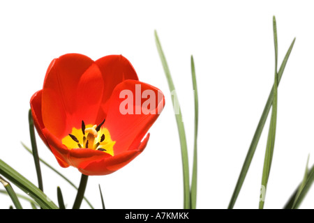 Rote Tulpe vor einem weißen Hintergrund isoliert Stockfoto