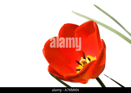 Tulpe vor einem weißen Hintergrund isoliert Stockfoto