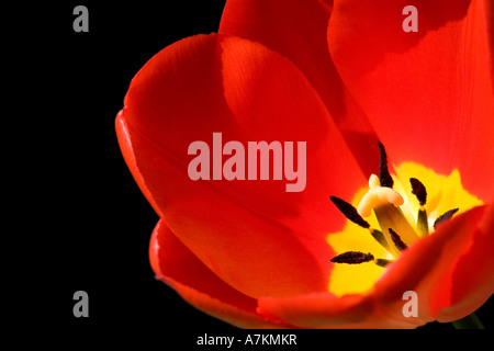 Rote Tulpe auf schwarzem Hintergrund isoliert Stockfoto