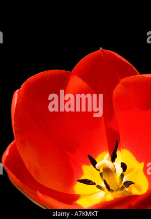 Rote Tulpe auf schwarzem Hintergrund isoliert Stockfoto