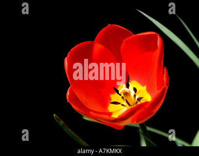 Rote Tulpe auf schwarzem Hintergrund isoliert Stockfoto