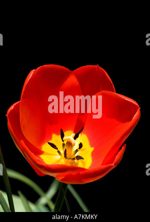 Tulpe auf schwarzem Hintergrund isoliert Stockfoto