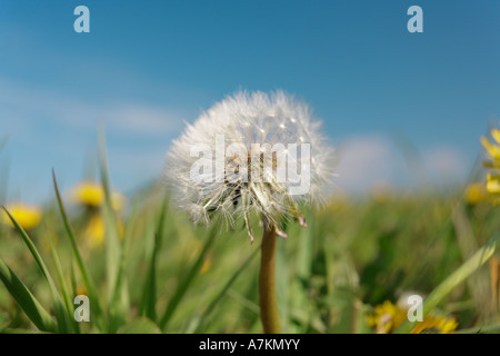 Löwenzahn auf der Wiese vor blauem Himmel Taraxacum officinale Stockfoto