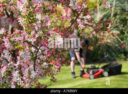 Japanische Blütenbaum Zierapfel, Malus Floribunda, und ein Mann ab einem Rasenmäher. Frühling in einen englischen Garten. Dorset.  UK Stockfoto