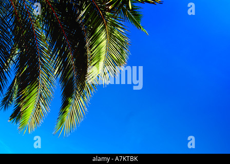 Baum Palmwedel und blauer Himmel. Stockfoto