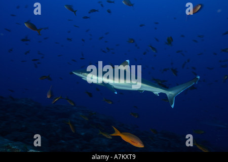 Silvertip Shark Carcharhinus häufig Mexico San Benedicto Revillagigedo Socorro Inseln East Pacific Ocean Stockfoto