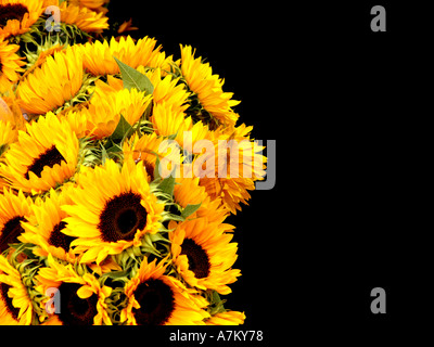 Reihe von Sonnenblumen Bloooms vor schwarzem Hintergrund Stockfoto