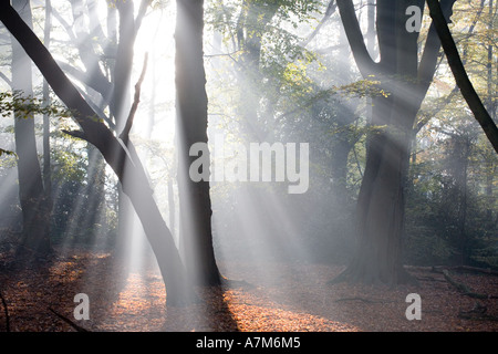 Am frühen Morgensonne und Nebel am Hanbury Woods Worcestershire UK Stockfoto