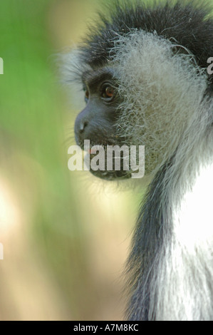 Einen schwarzen und weißen Colobus Affen in der ugandischen Wildlife Education Centre Vertrauen UWECT, Uganda. Stockfoto