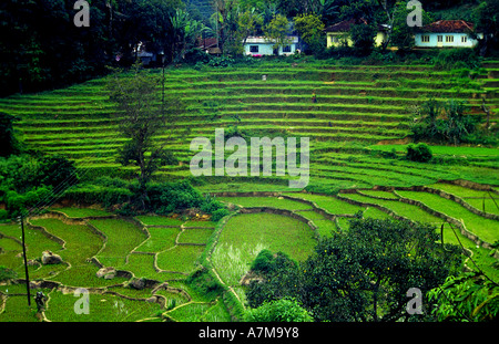 Reisfelder in Matale Region Sri Lanka Stockfoto