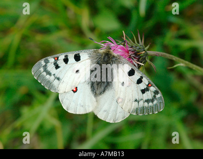 Apollo-Falter Stockfoto