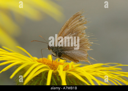 Sehr schäbig Schmetterling Stockfoto