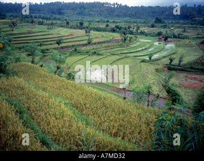 Landwirtschaft terrassierten Reisfelder an den Hängen des Mt Agung Stockfoto