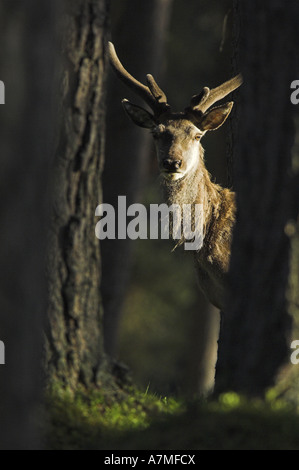 Rothirsch Hirsch, Cervus Elaphus, in Föhren Wald in der Nähe von Braemar, in den Cairngorms National Park. Schottland. Stockfoto