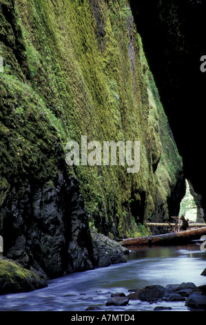 Nordamerika, USA, Oregon, Columbia River Gorge National Scenic Area. Oneonta Creek fließt durch die Oneonta Schlucht Stockfoto