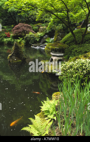 USA, Oregon, Portland. Golden-Koi (Karpfen) schwimmen unterhalb himmlischen Fälle im unteren Teich; Japanischer Garten Stockfoto