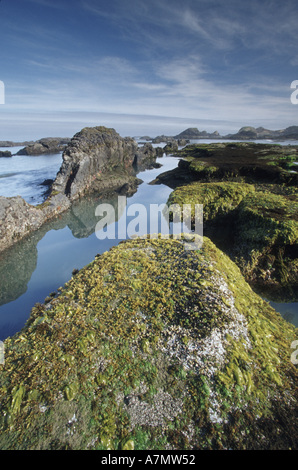 Nordamerika, USA, Oregon Low tide in der Nähe von Seal Rock State Park entlang der Küste von Oregon Stockfoto