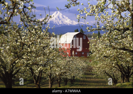 N.a., USA, Oregon, Hood River County.  Rote Scheune im Birnengarten im Frühjahr mit Mt. Hood.  PR - HERR Stockfoto