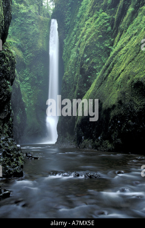 USA, Columbia River Gorge, Oregon. Lower Oneonta Falls in Oneonta Schlucht, mit Moos bewachsenen Felswänden Stockfoto