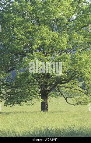 NA, USA, Tennessee, Great Smoky Mountains NP Bur-Eiche (Quercus Macrocarpa) auf Wiese Stockfoto