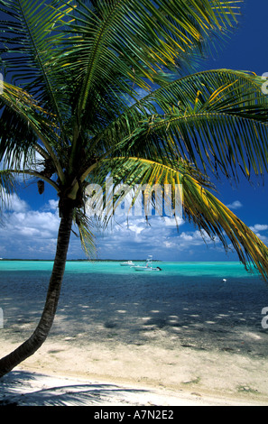 tropischer Strand mit Palmen und leuchtend bunten grün blauen Wasser und blauer Himmel mit geschwollenen Wolken Stockfoto