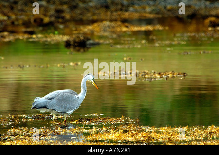 Schöne klare hochgesättigten Bild der Graureiher waten im seichten Wasser Jagd nach Beute Stockfoto