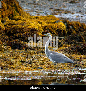 Schöne klare hochgesättigten Bild der Graureiher waten im seichten Wasser Jagd nach Beute Stockfoto