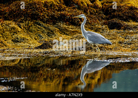Schöne klare hochgesättigten Bild der Graureiher waten im seichten Wasser Jagd nach Beute Stockfoto