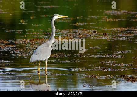 Schöne klare hochgesättigten Bild der Graureiher waten im seichten Wasser Jagd nach Beute Stockfoto
