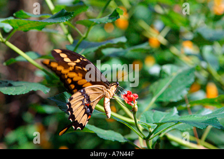 Brasilien Birdpark in der Nähe von Iguazu fällt Schmetterling Papilionidae Papilio Thoas brasiliensis Stockfoto