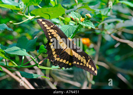 Brasilien Birdpark in der Nähe von Iguazu fällt Schmetterling Papilionidae Stockfoto