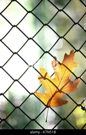 Blatt gelb Zaun Stockfoto