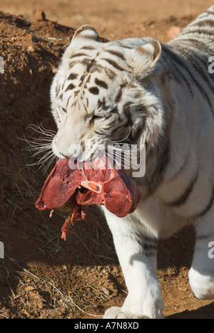 Weißen Königstiger mit Fleisch im Mund aus Afrika Wildlife Park in Arizona Stockfoto