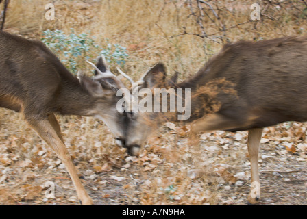 Zwei Maultierhirsche Böcke sparring am unteren Rand des Grand Canyon Stockfoto