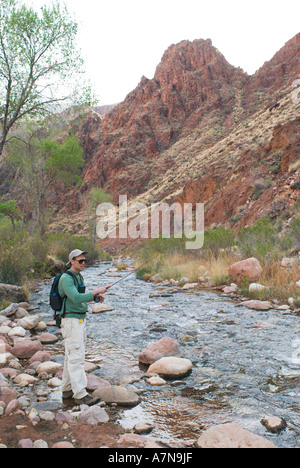 Ein Mann ist das Fliegenfischen am Bright Angel Creek im Phantom Ranch am unteren Rand des Grand Canyon Stockfoto