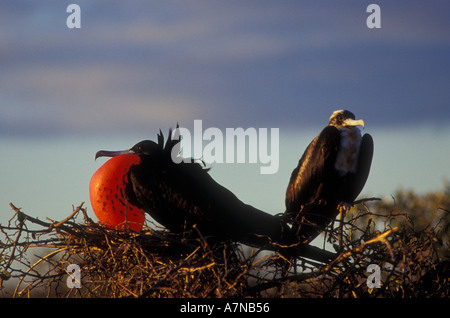 Eine männliche und weibliche Fregattvögel auf ein Nest sitzen war auf den Galapagos Inseln fotografiert. Stockfoto