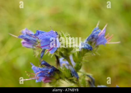 Viper-Bugloss, Echium vulgare Stockfoto