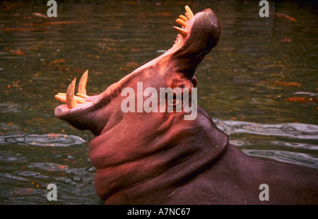 SINGENDE NILPFERD MIT MUND GEÖFFNET 180 GRAD Stockfoto