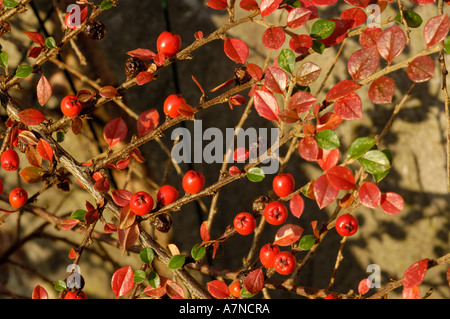 Wand Zwergmispel Zwergmispel horizontalis Stockfoto