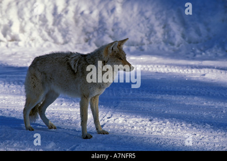 Kojote auf Straße in Yellowstone NP USA Stockfoto