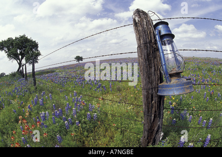 NA, USA, Texas, östlich von Llano blaue Laterne, Eiche und Wildblumen Stockfoto