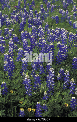 NA, USA, Texas, in der Nähe von Llano blaue Mützen Stockfoto