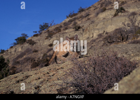 4 Monate alte Kätzchen Berglöwe Bridger Mountains in der Nähe von Bozeman Montana Stockfoto