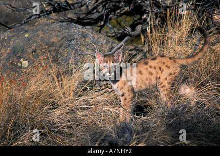 4 Monate alten Berglöwe Kätzchen in hohe Gräser und Felsen die Bridger Mountains in der Nähe von Bozeman Montana Stockfoto